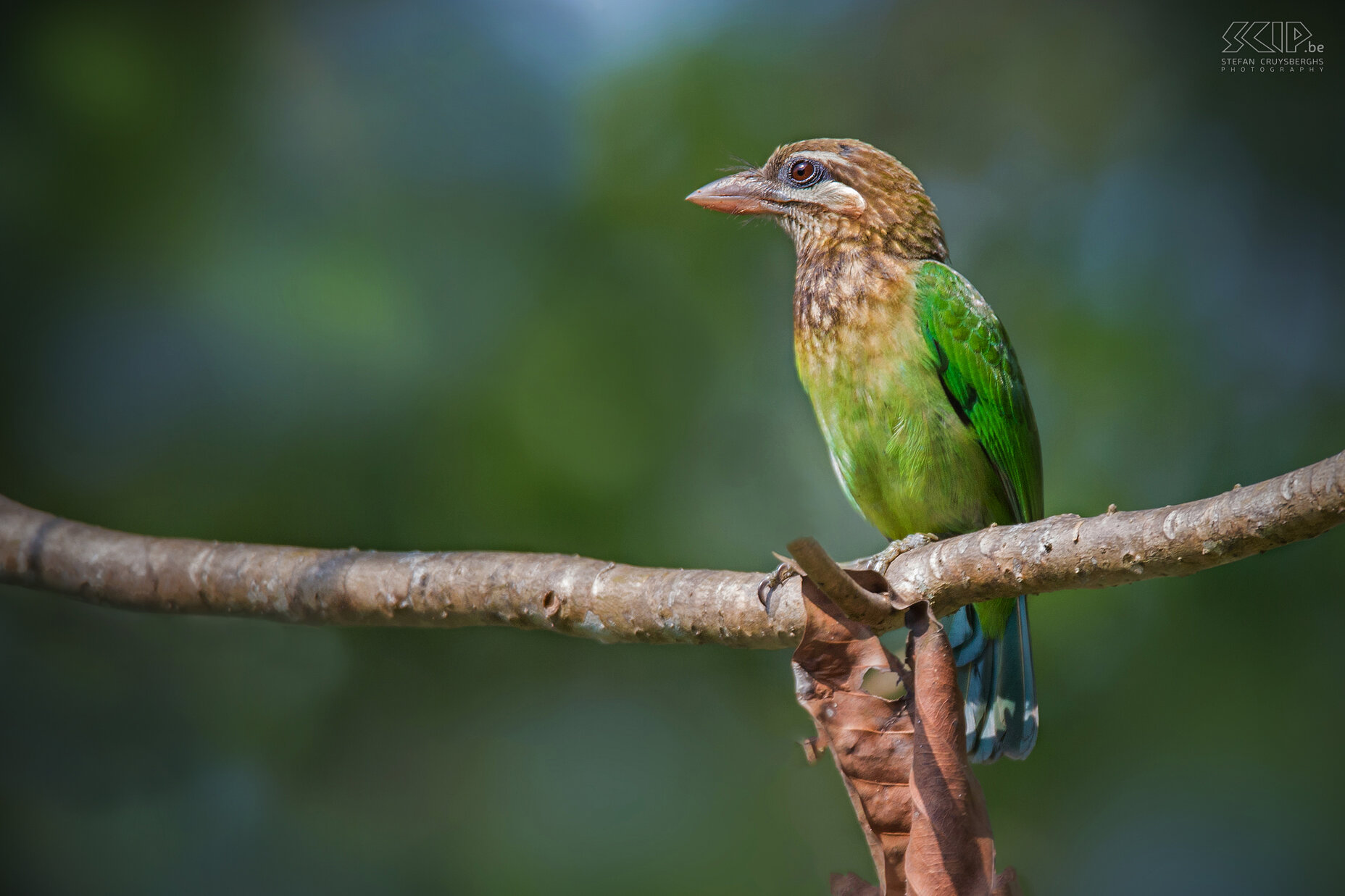 Thattekad - White-cheeked barbet (Psilopogon viridis) Stefan Cruysberghs